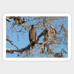 Crested Serpent eagle sitting on tree, looking at camera, Sri Lanka Sticker